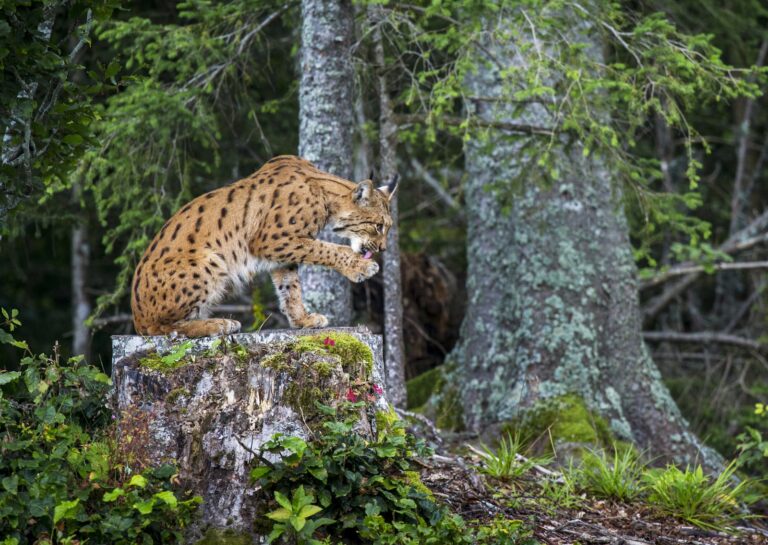 Eurasian-lynx-Jura-Mountains-Swit-zerland-©-Laurent-Geslin-medium