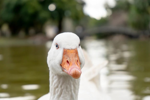 close-up-head-white-goose-farm-animal_252214-599