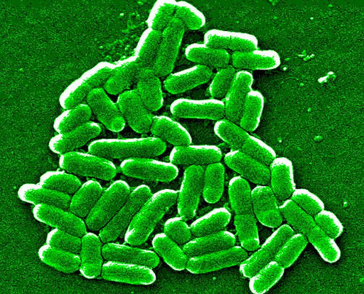 ecoli