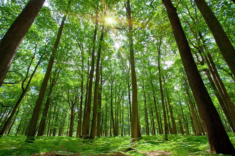 Forest with Sun Behind