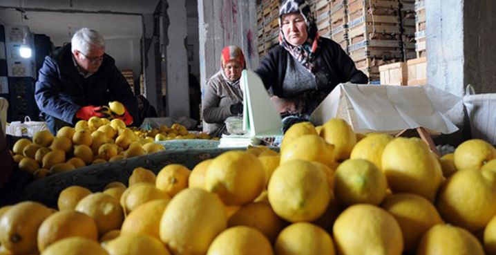 limon-yatak