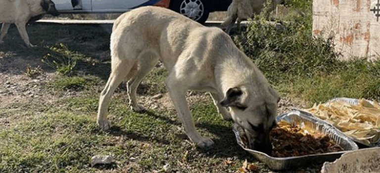 da330147e61e4ede0fda1c27adc65b4d