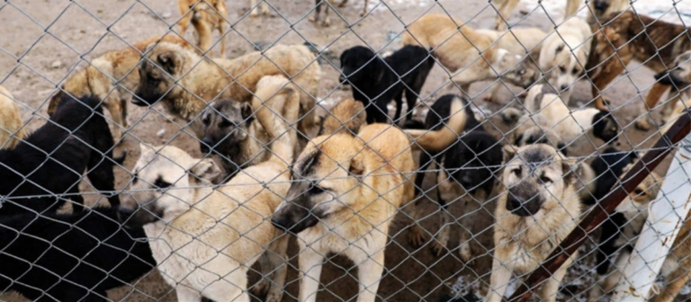 ankara-il-tarim-ve-orman-mudurlugunden-urfadan-getirilen-kopeklerle-ilgili-aciklama